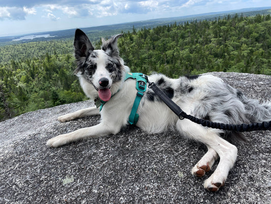 Teaching Recall: Building Trust and Safety with Your Dog