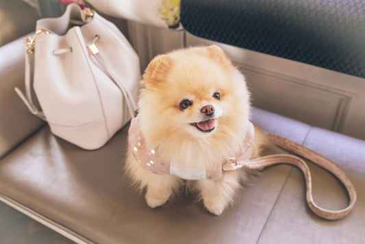 Pomeranian sitting on a leather bench next to a handbag.