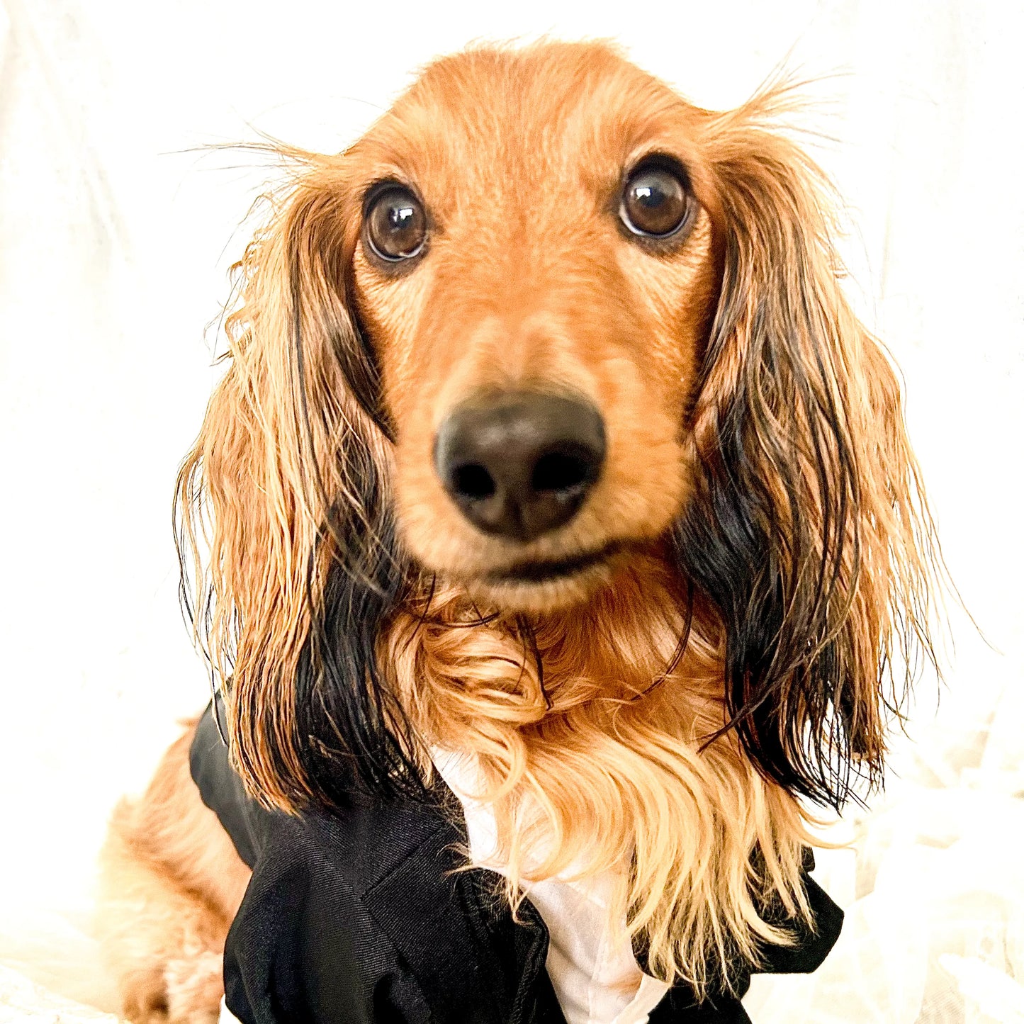 Classic Black Tuxedo