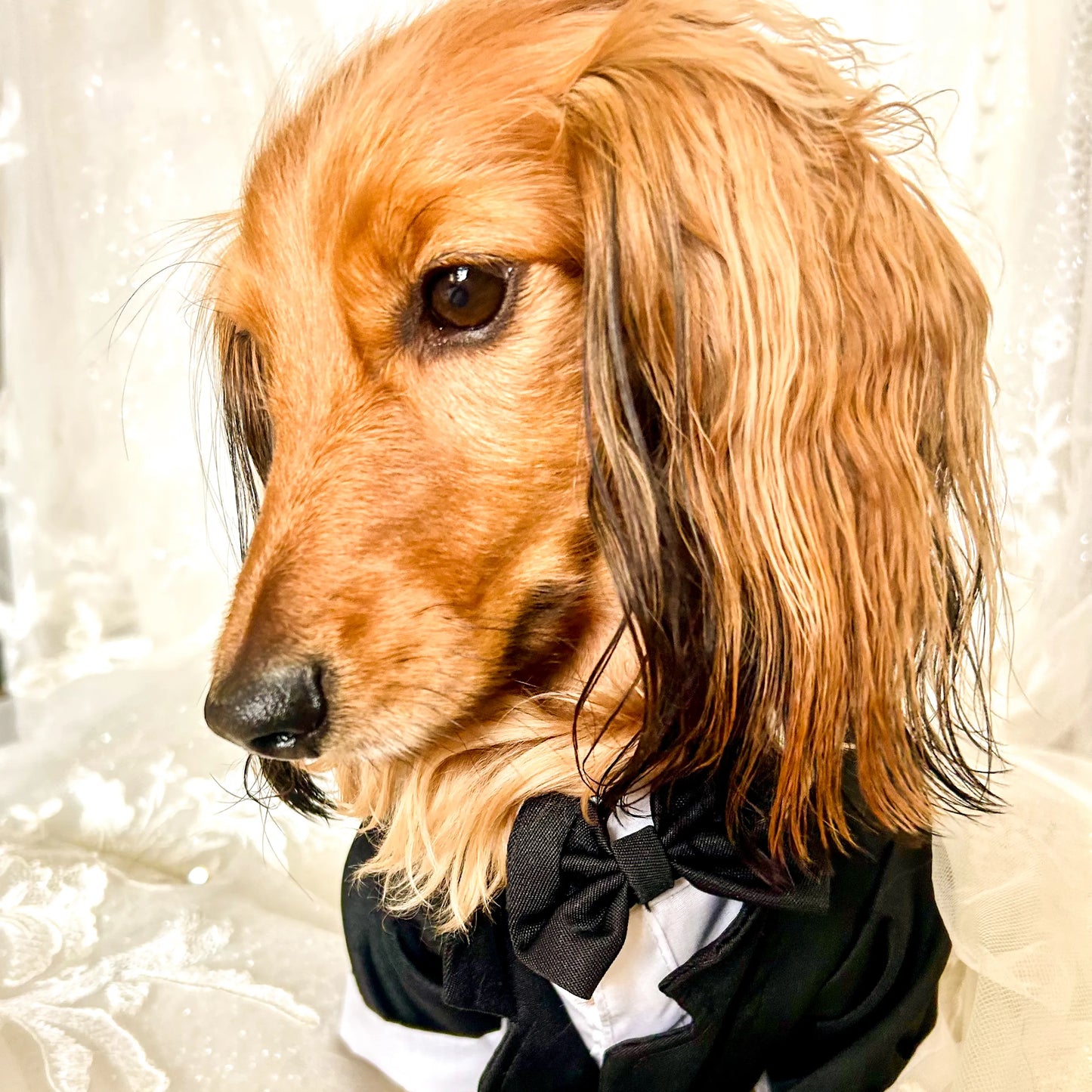 Classic Black Tuxedo