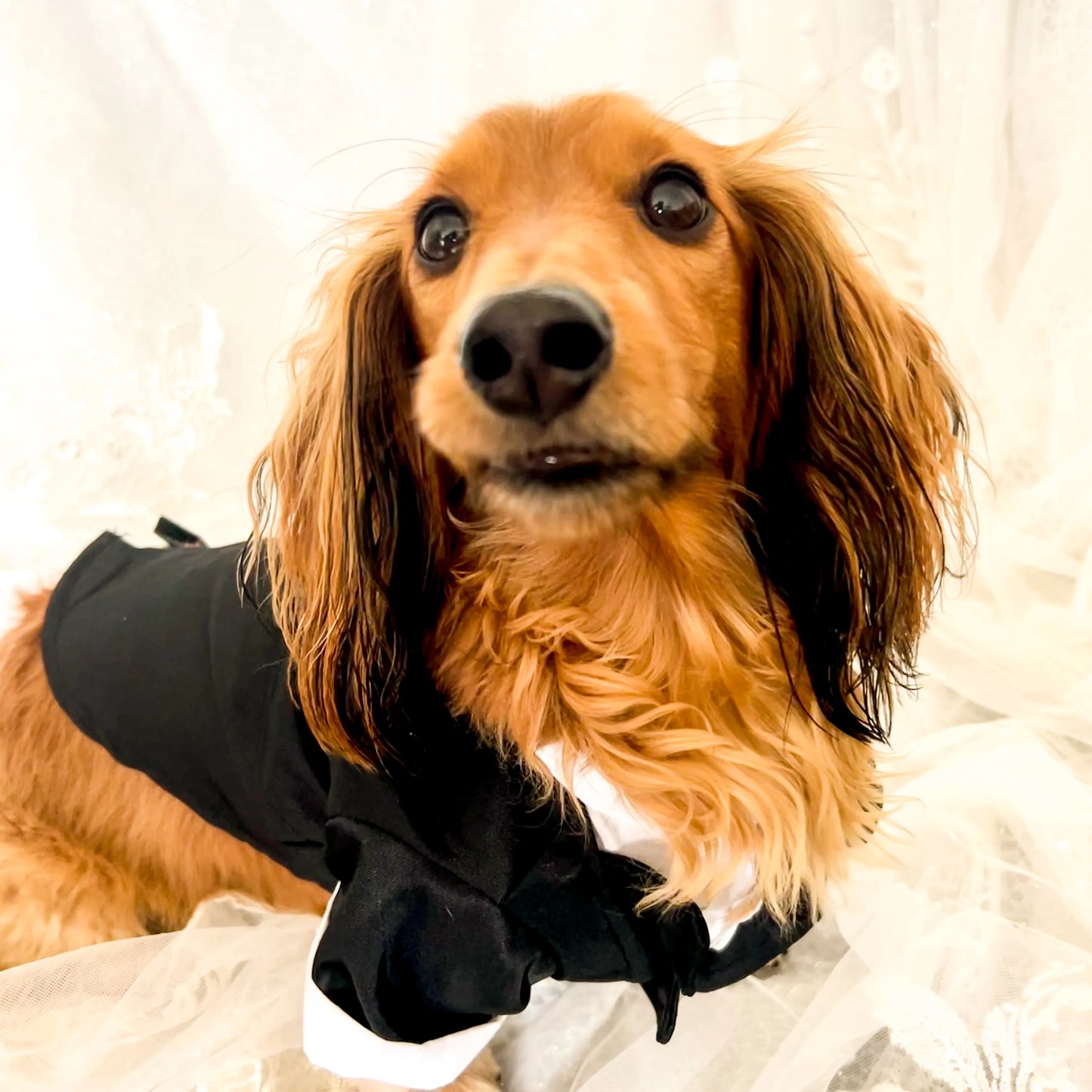 Classic Black Tuxedo