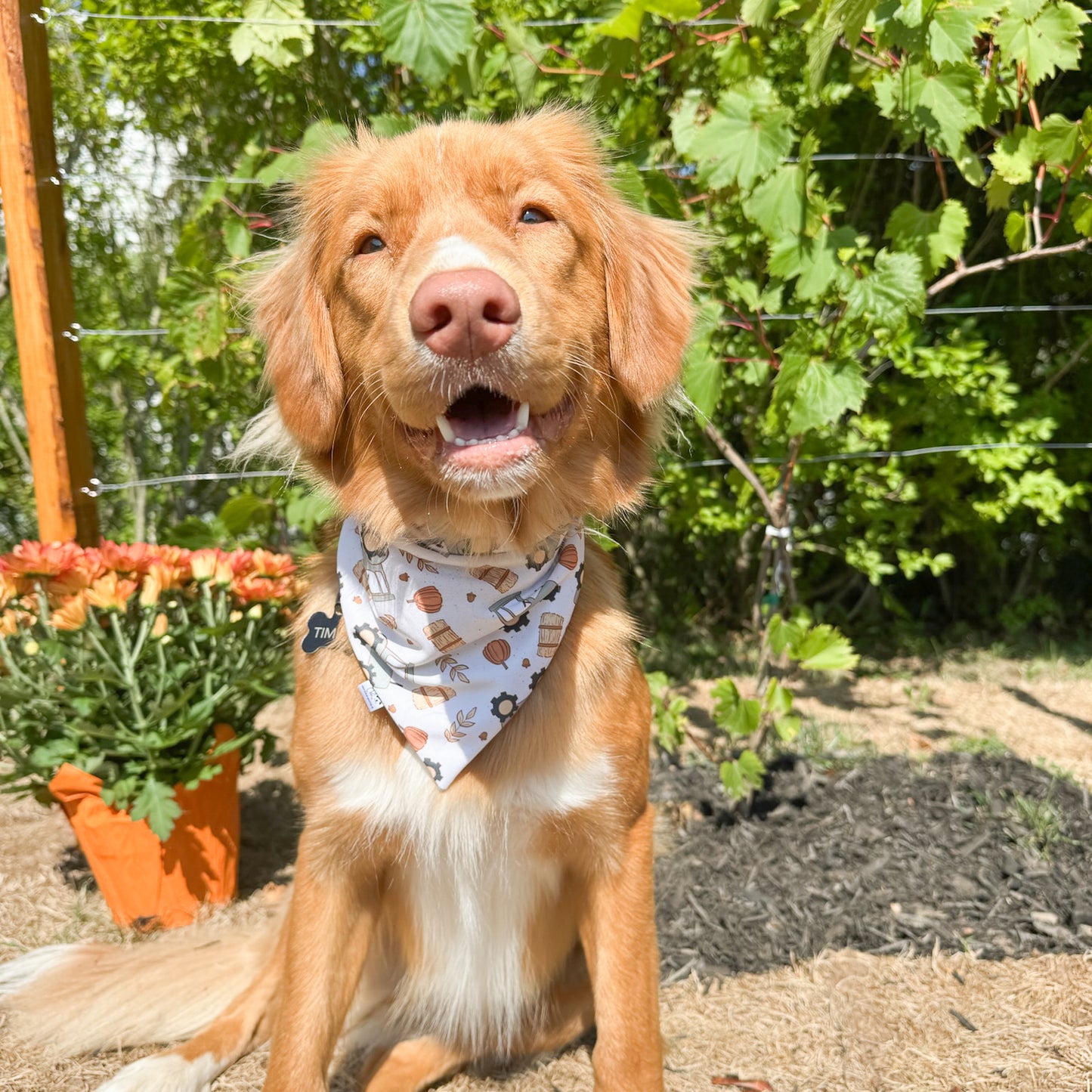 Fall Fun Reversible Weatherproof Dog Bandanas