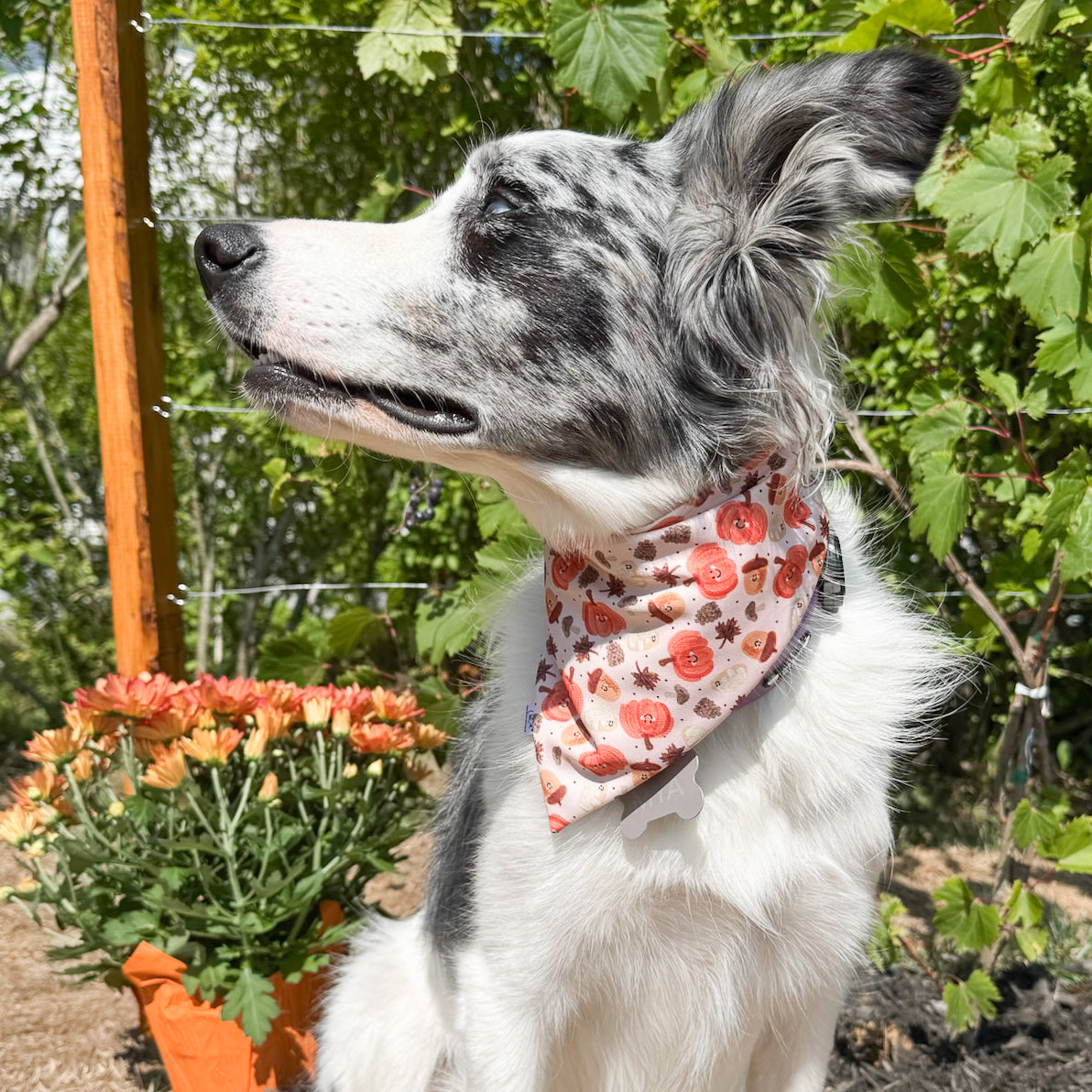 Fall Fun Reversible Weatherproof Dog Bandanas