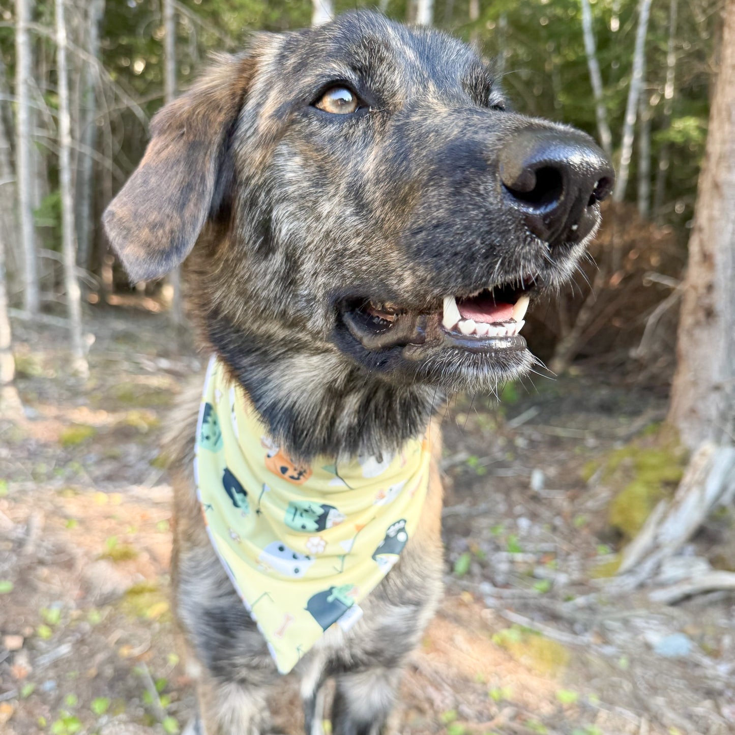 Fall Fun Reversible Weatherproof Dog Bandanas