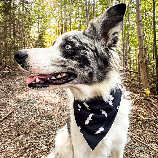 Tricks & Treats Reversible Weatherproof Dog Bandana