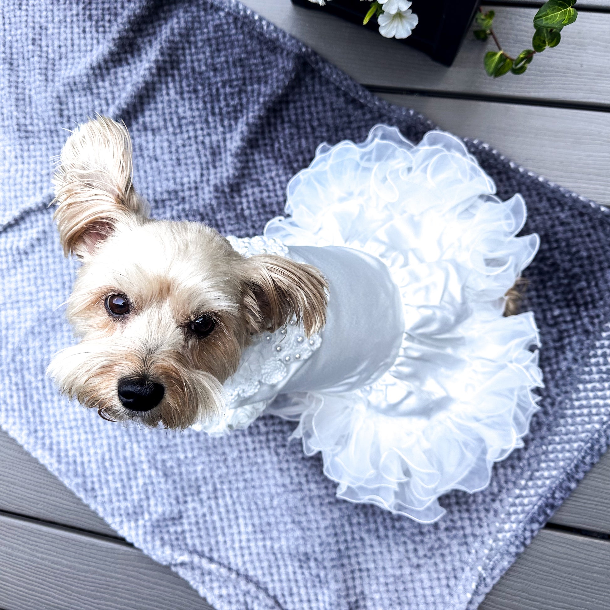 Small brown dog wearing a white wedding dress with crochet flowers, pearls and a tulle skirt.