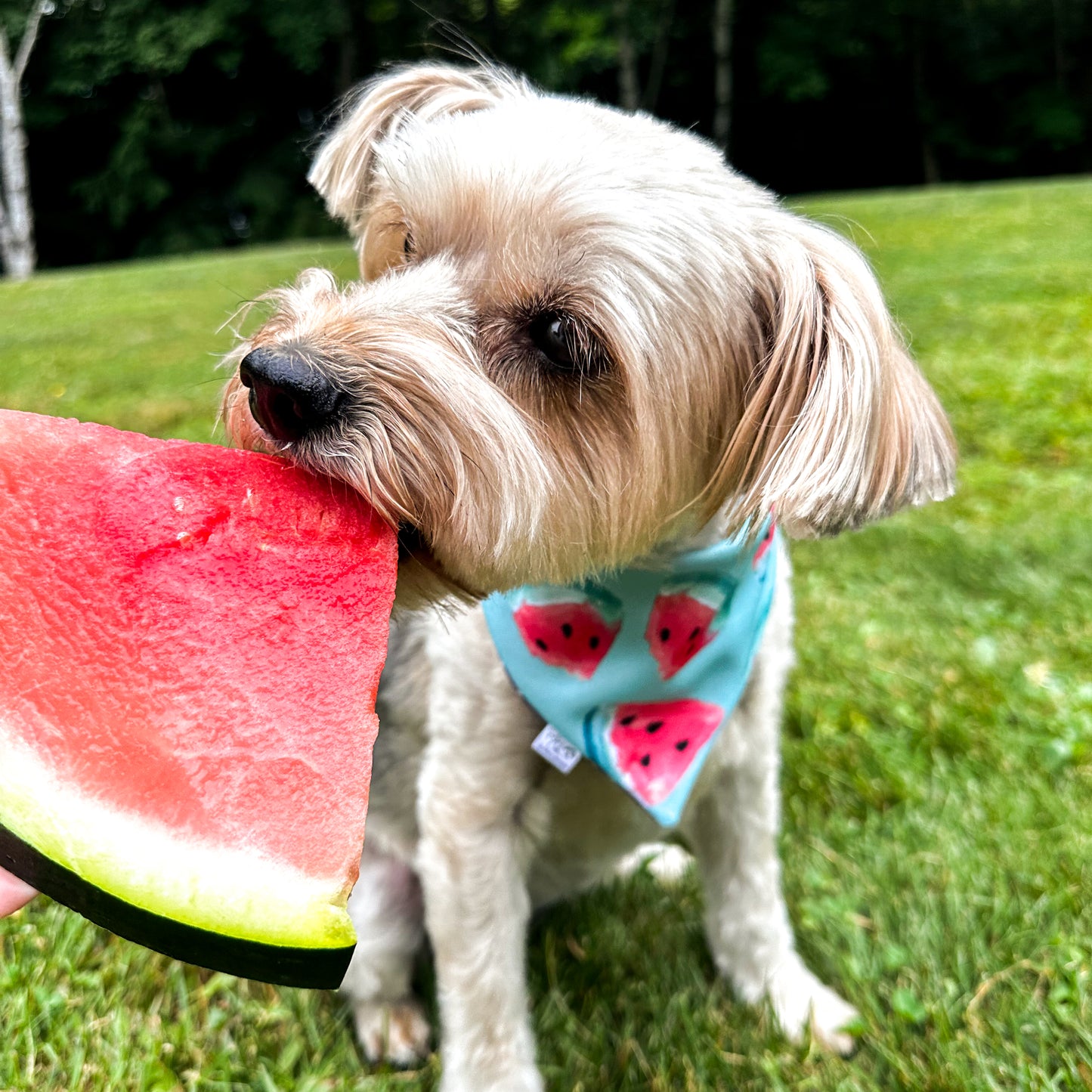 A small brown dog sitting in the grass eating a slice of watermelon, wearing a turquoise bandana with watermelon slice print.