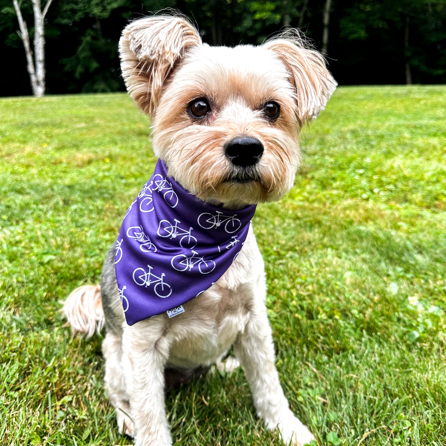 A small brown dog sitting in the grass wearing a purple bandana with white bicycles.