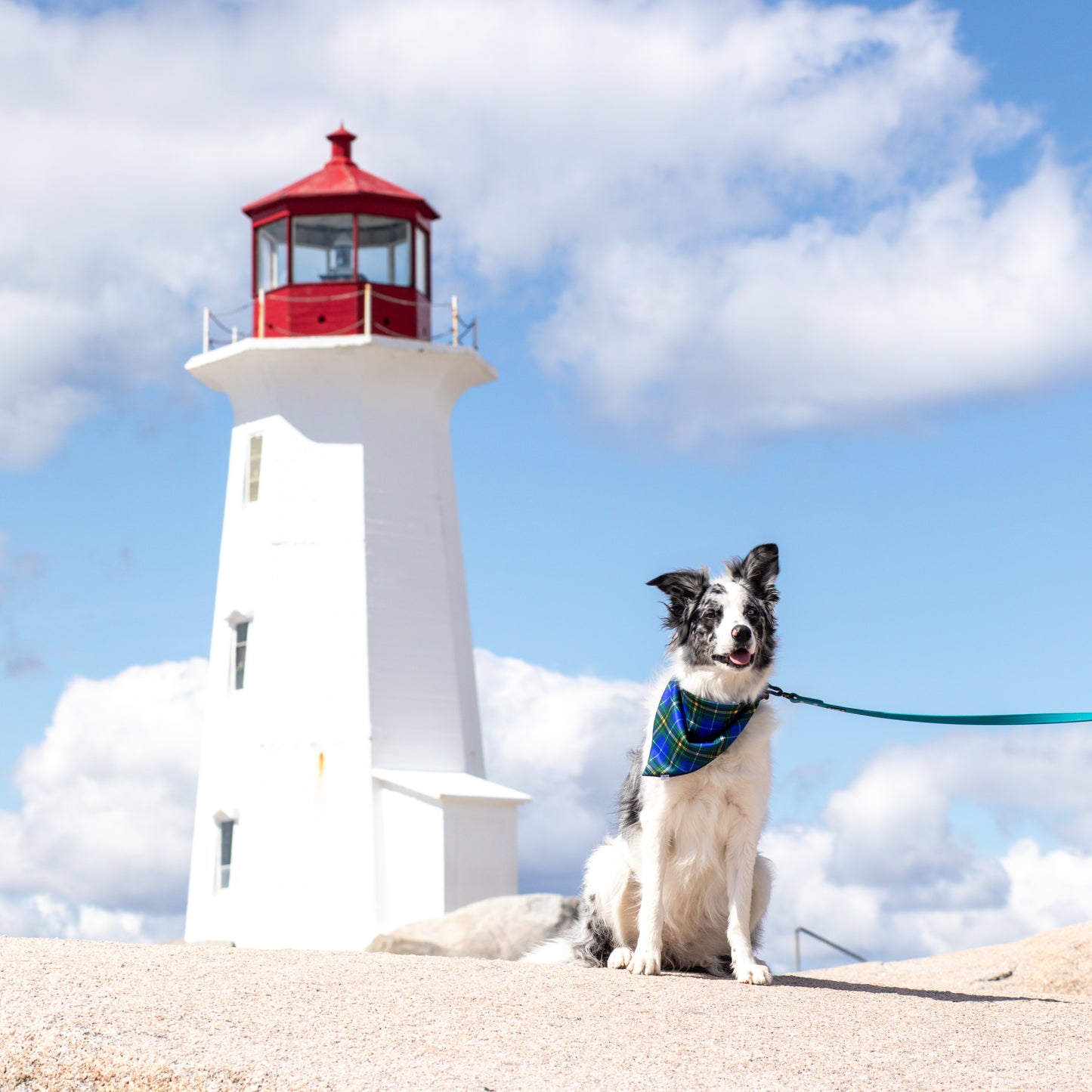 Proud Nova Scotian Pup Reversible Weatherproof Dog Bandana