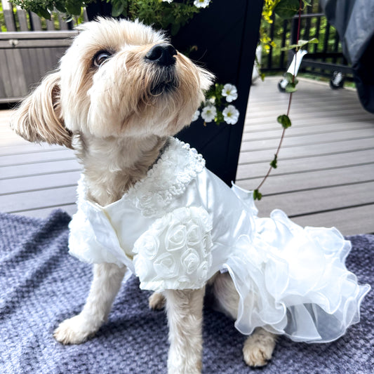 Small brown dog sitting and looking up, wearing a white wedding dress with crochet flowers and pearls.