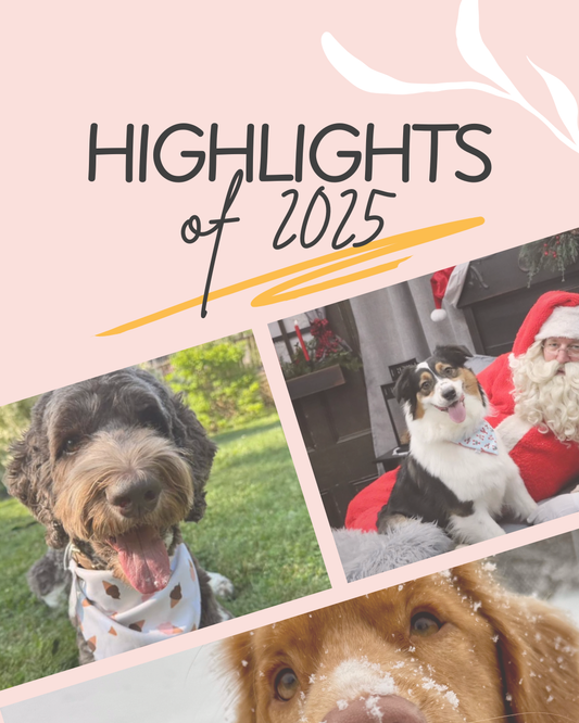 Wrapped in Sparkle: Our 2025 Year in Review ✨