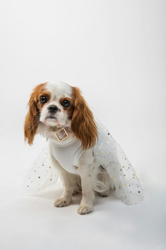 Why You and Your Small Dog Should Shop with Sparkle & Chic Petite Pup Boutique