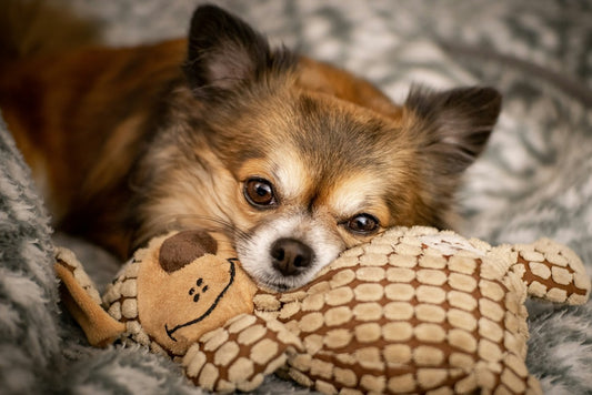 A long-haired chihuahua laying on a blanket resting its chin on a stuffed toy.