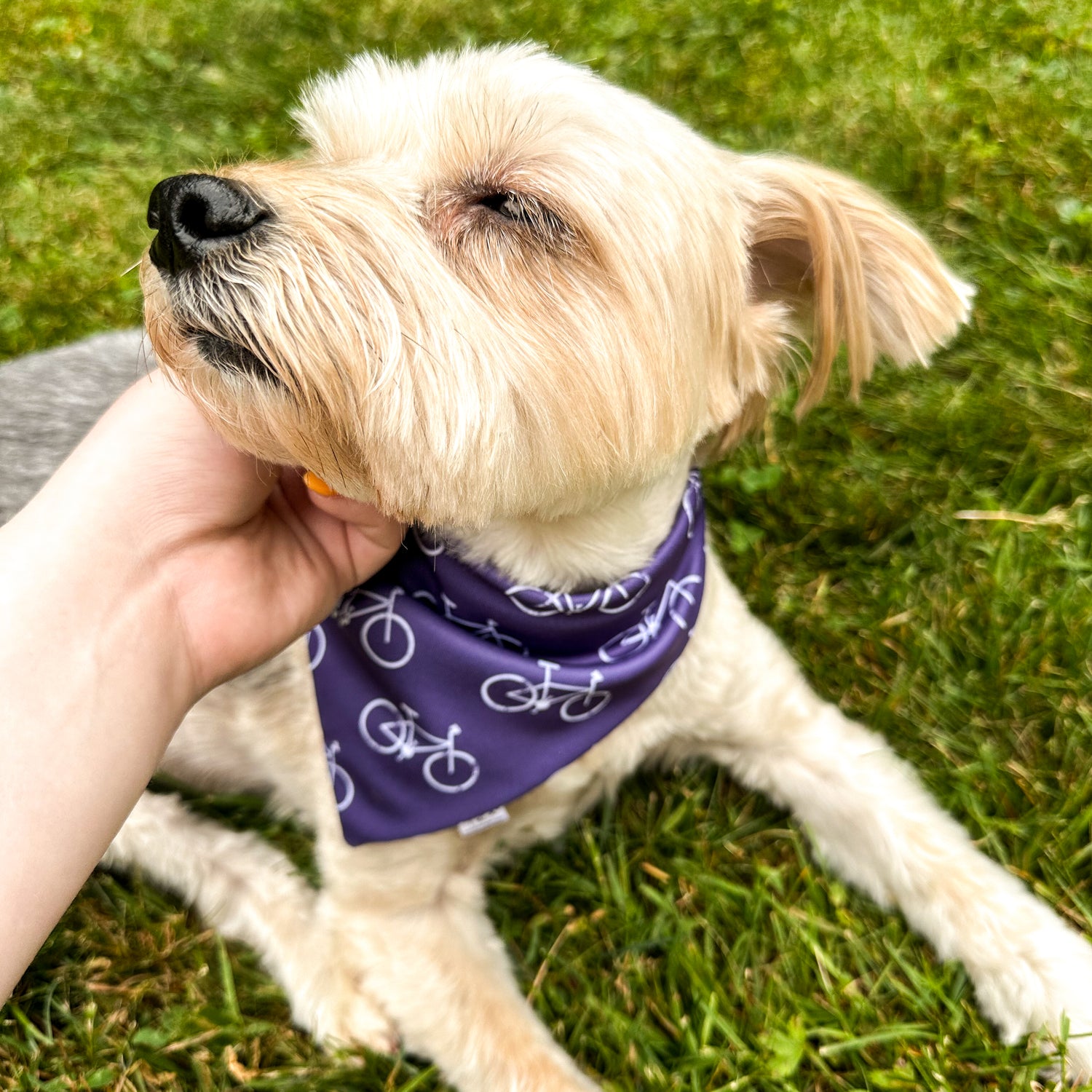 A double-sided dog bandana featuring a white bandana with blue anchors on the side displayed. The bandana is placed on an off-white background, and is surrounded by decorative items such as a silver bracelet and a rope.