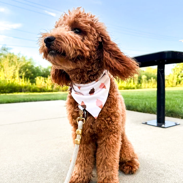 Shop All Dog Bandanas