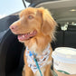Coastal Coffee Reversible Weatherproof Dog Bandana