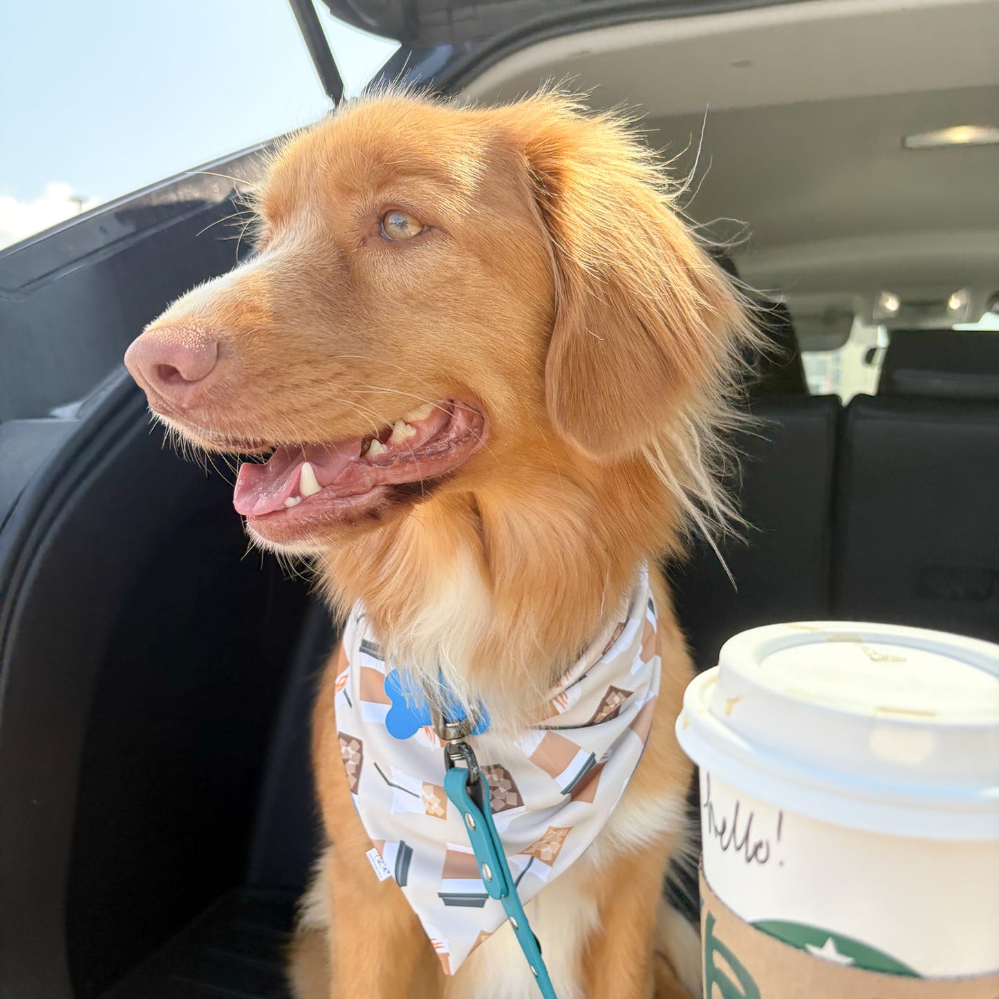 Coastal Coffee Reversible Weatherproof Dog Bandana