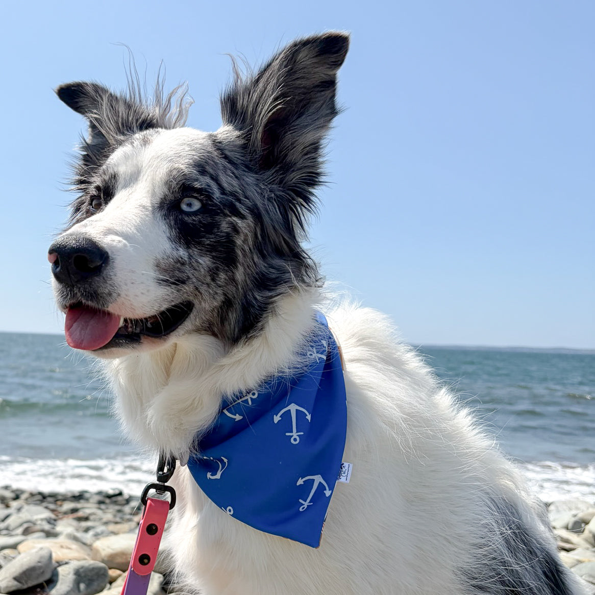 Coastal Coffee Reversible Weatherproof Dog Bandana