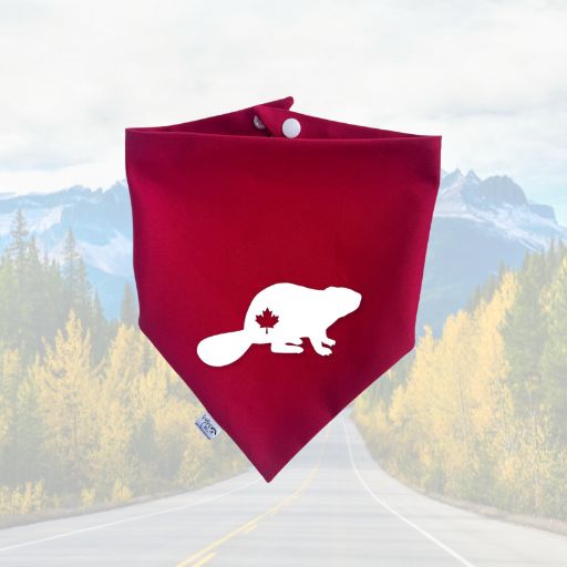 Cana-danas 🇨🇦 - Beaver Maple Leaf