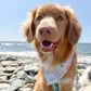 Harbour Hockey Reversible Weatherproof Dog Bandana