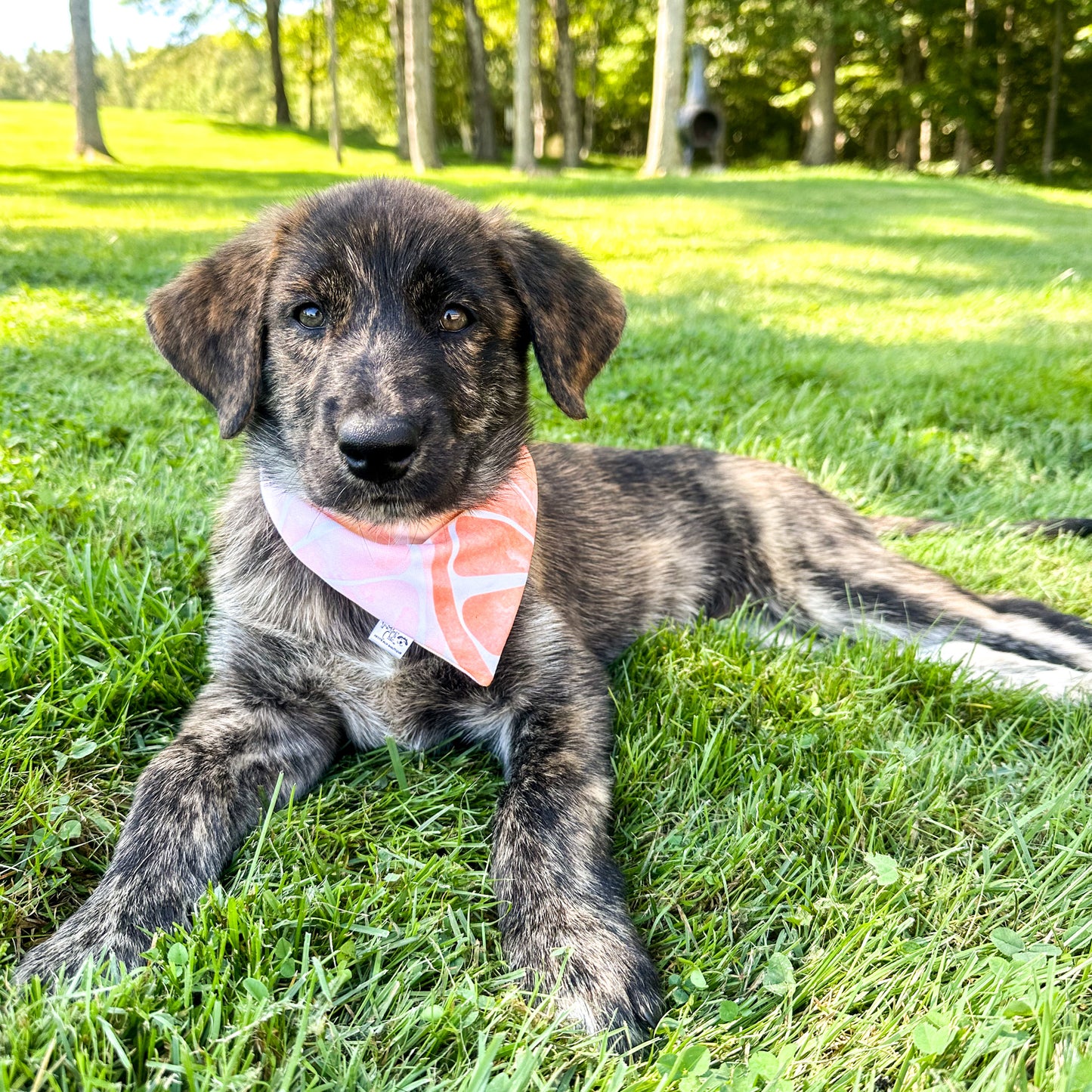 Citrus Burst Reversible Weatherproof Dog Bandana