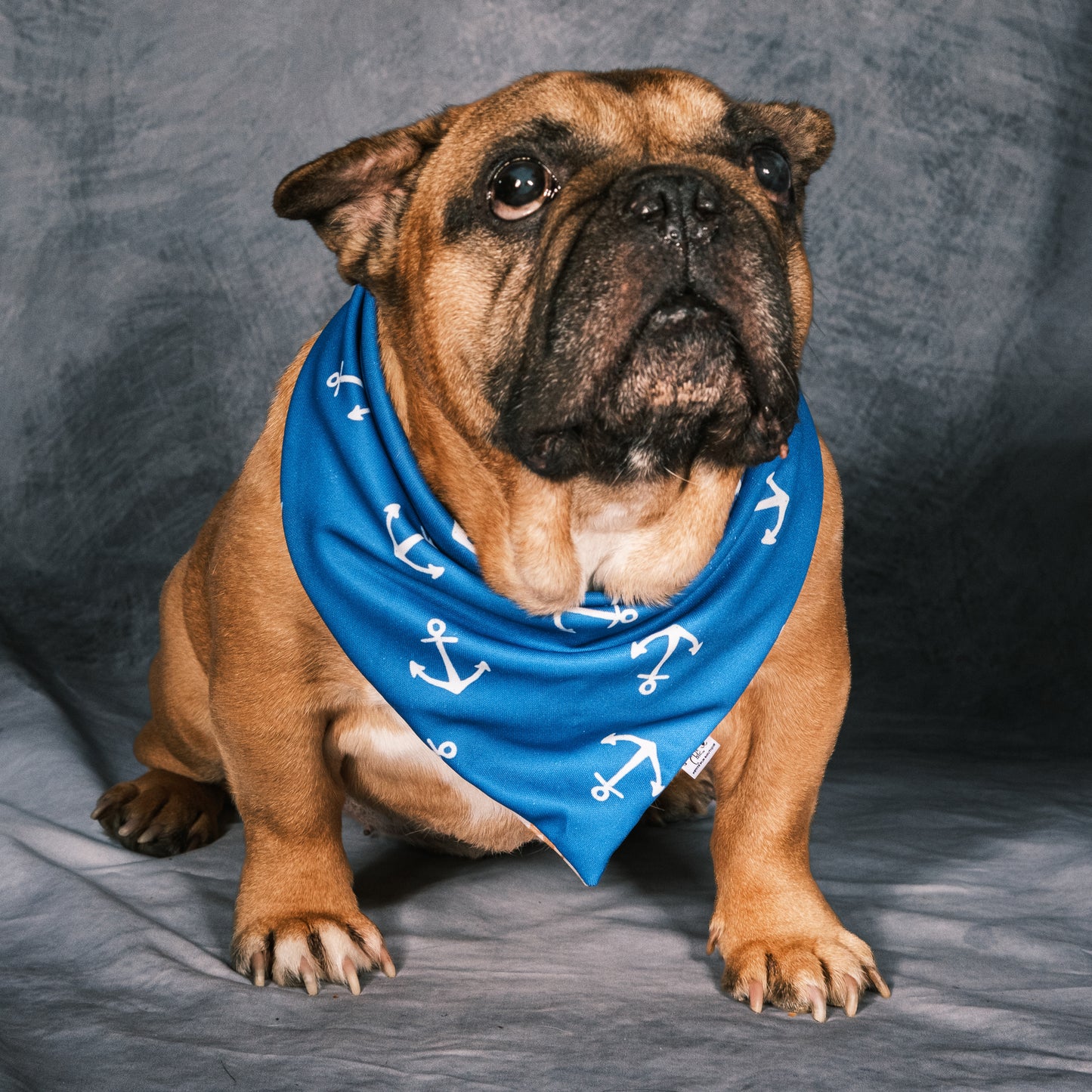 Coastal Coffee Reversible Weatherproof Dog Bandana