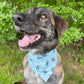 Harbour Hockey Reversible Weatherproof Dog Bandana