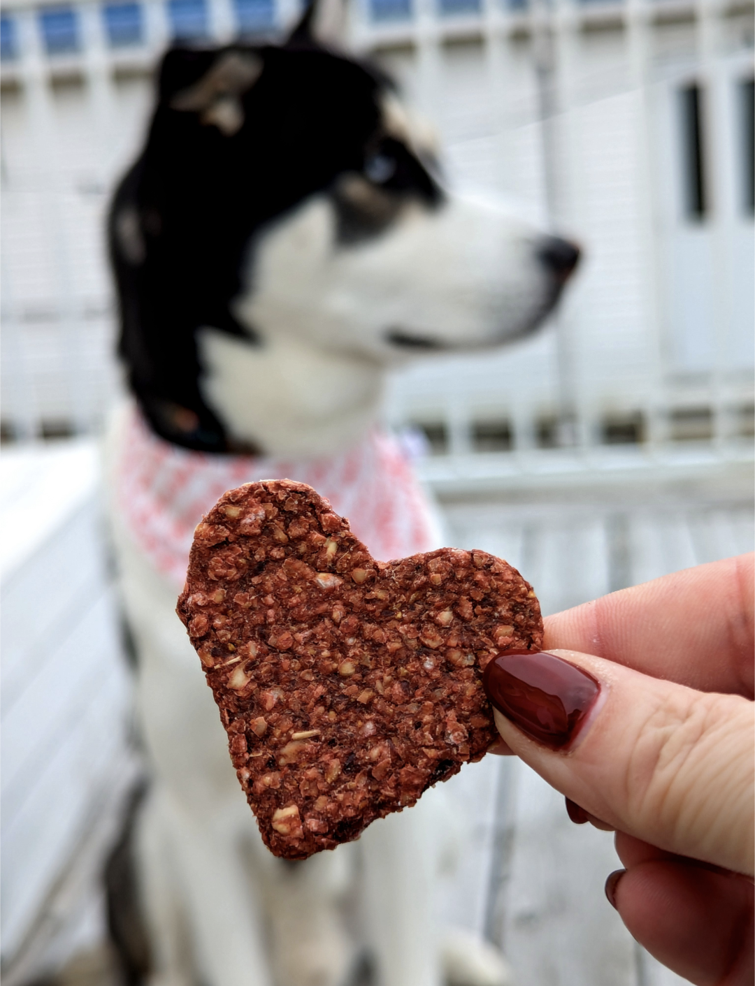 Salty Dogs Barkery Heart Beets Dog Treats