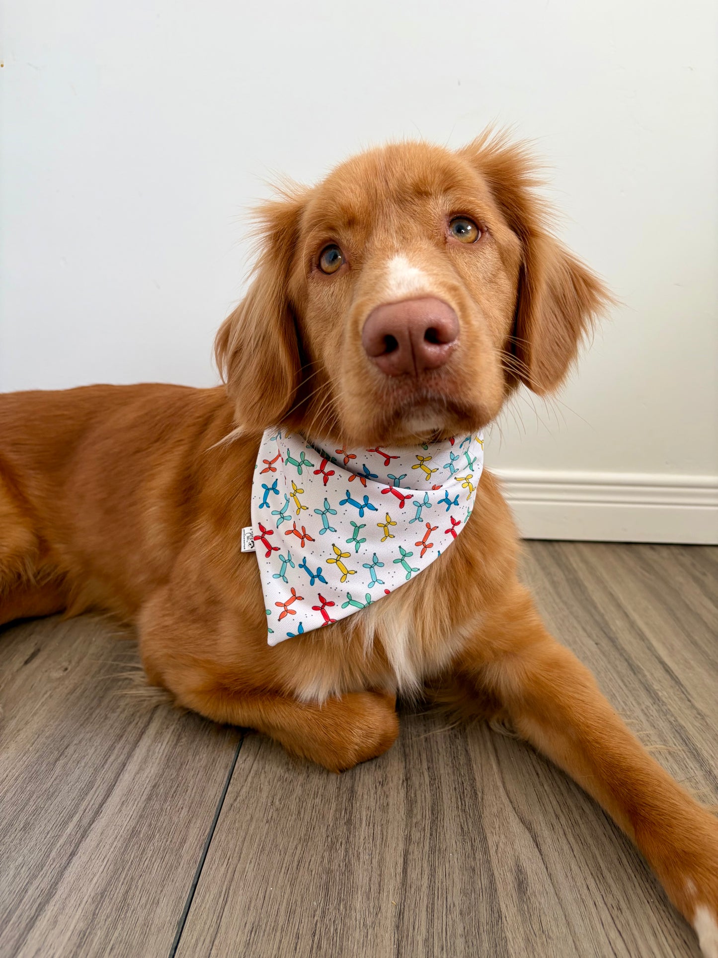 Very Happy Birthday Celebration Reversible Weatherproof Dog Bandana