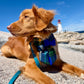 Nova Scotia Tartan Sailor Dog Bow