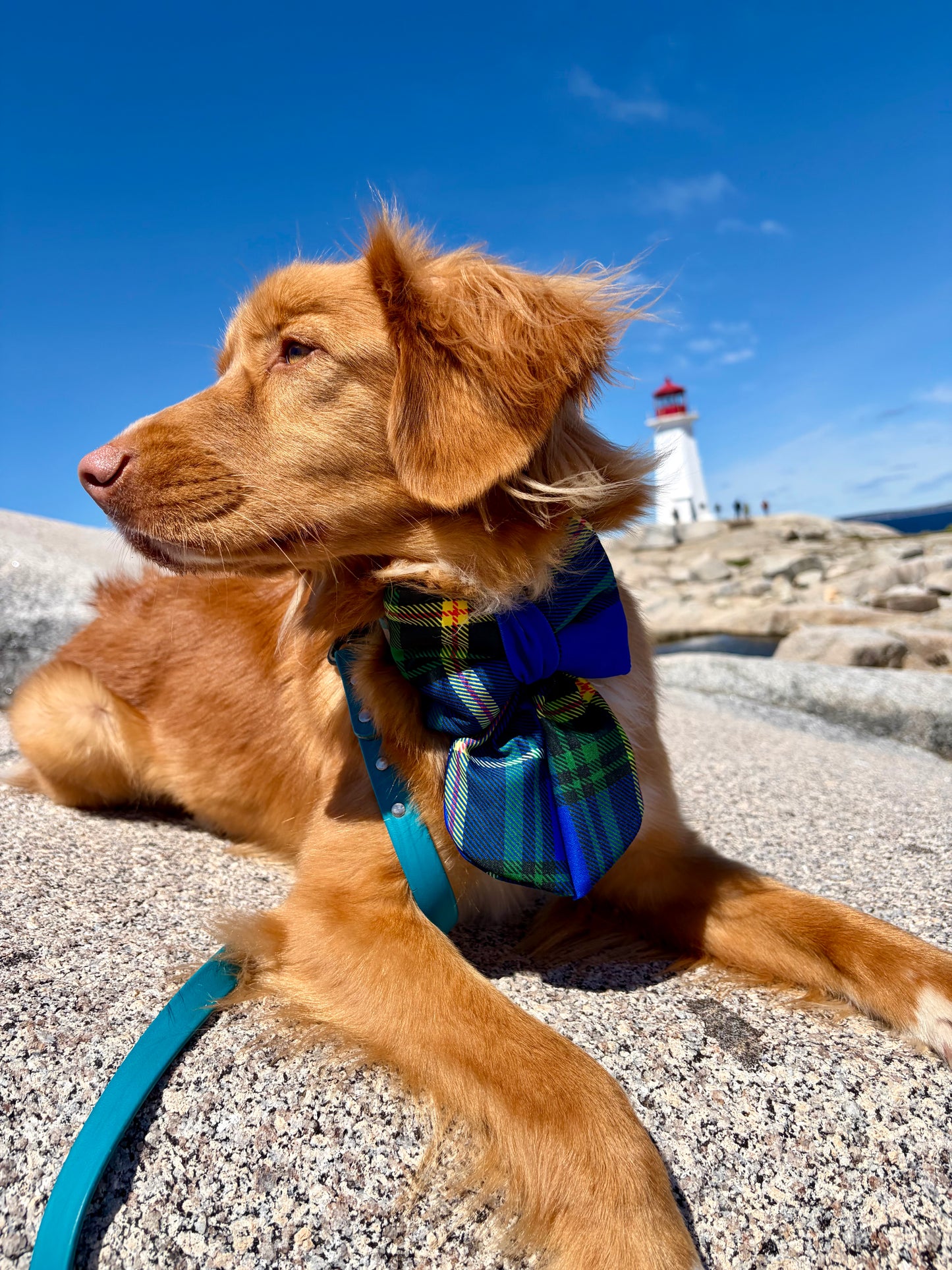 Nova Scotia Tartan Sailor Dog Bow