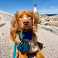 Nova Scotia Tartan Sailor Dog Bow