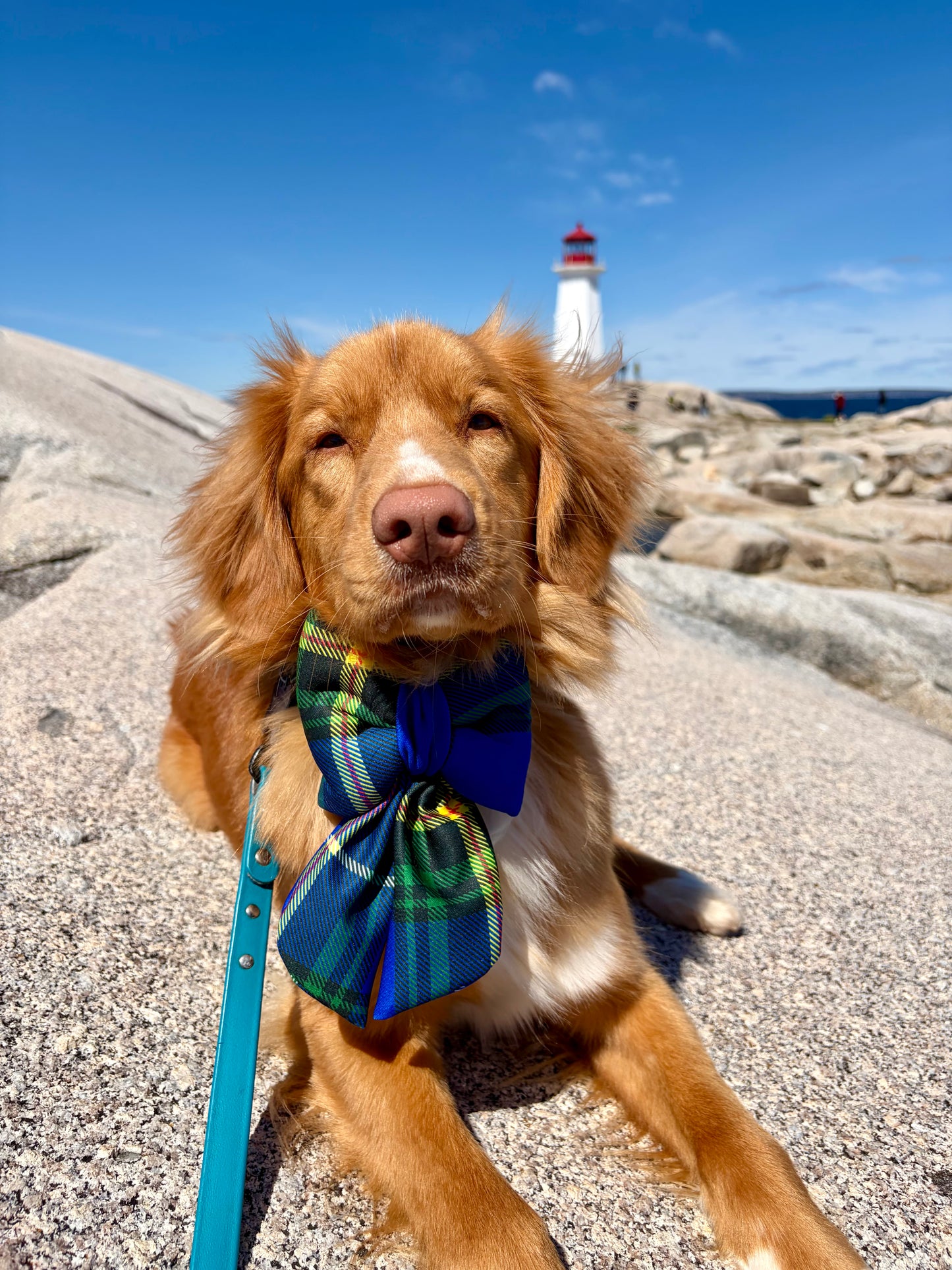 Nova Scotia Tartan Sailor Dog Bow