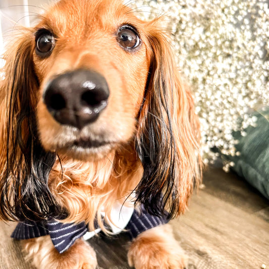 Classy Striped Navy Tuxedo