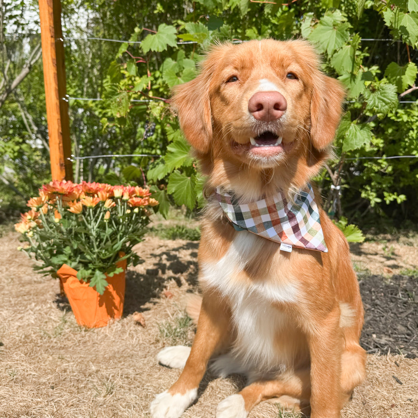 Fall Fun Reversible Weatherproof Dog Bandanas