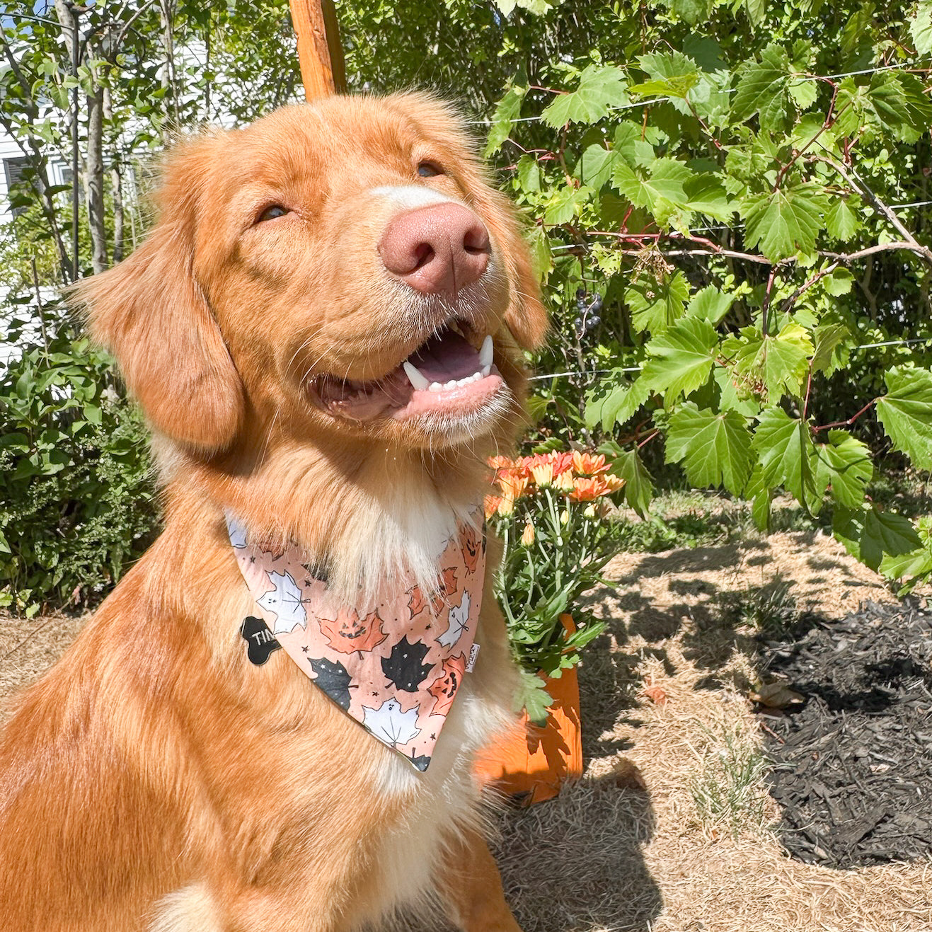 Fall Fun Reversible Weatherproof Dog Bandanas
