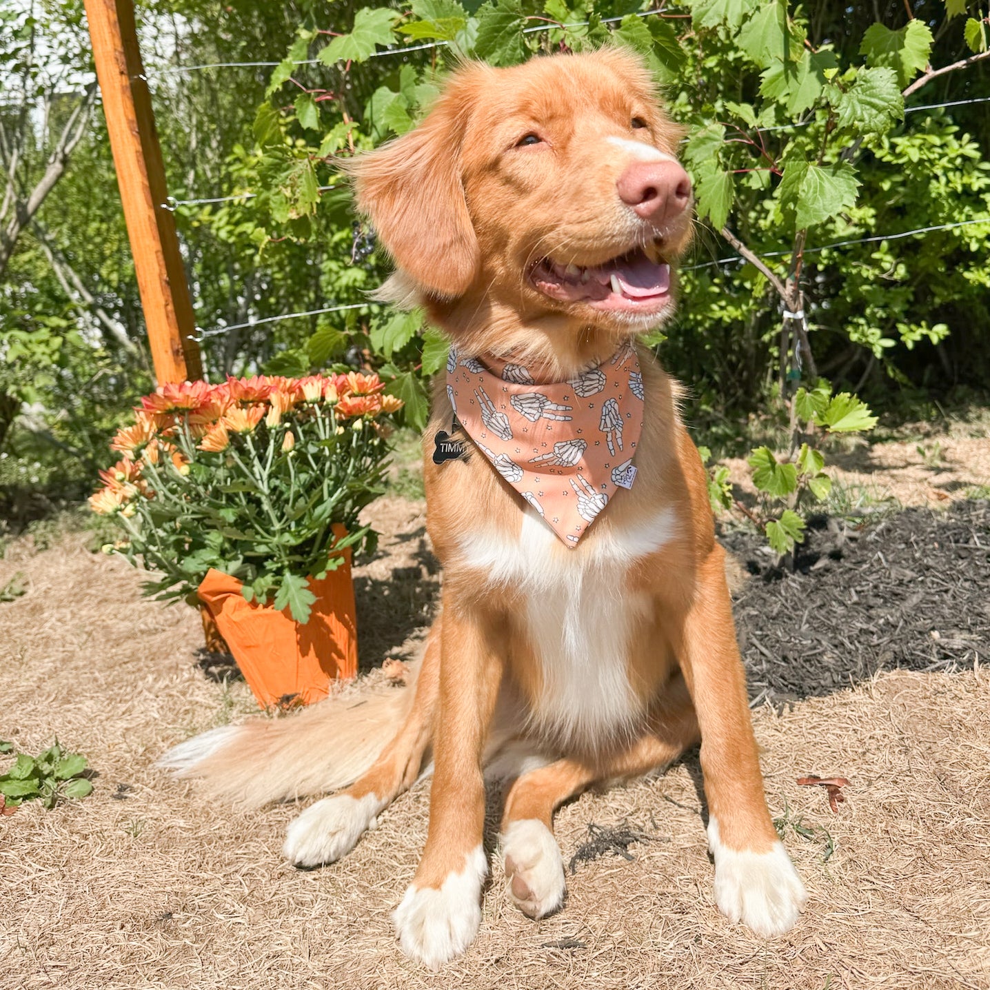 Fall Fun Reversible Weatherproof Dog Bandanas