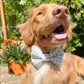 Paw-fectly Plaid Dog Bowties