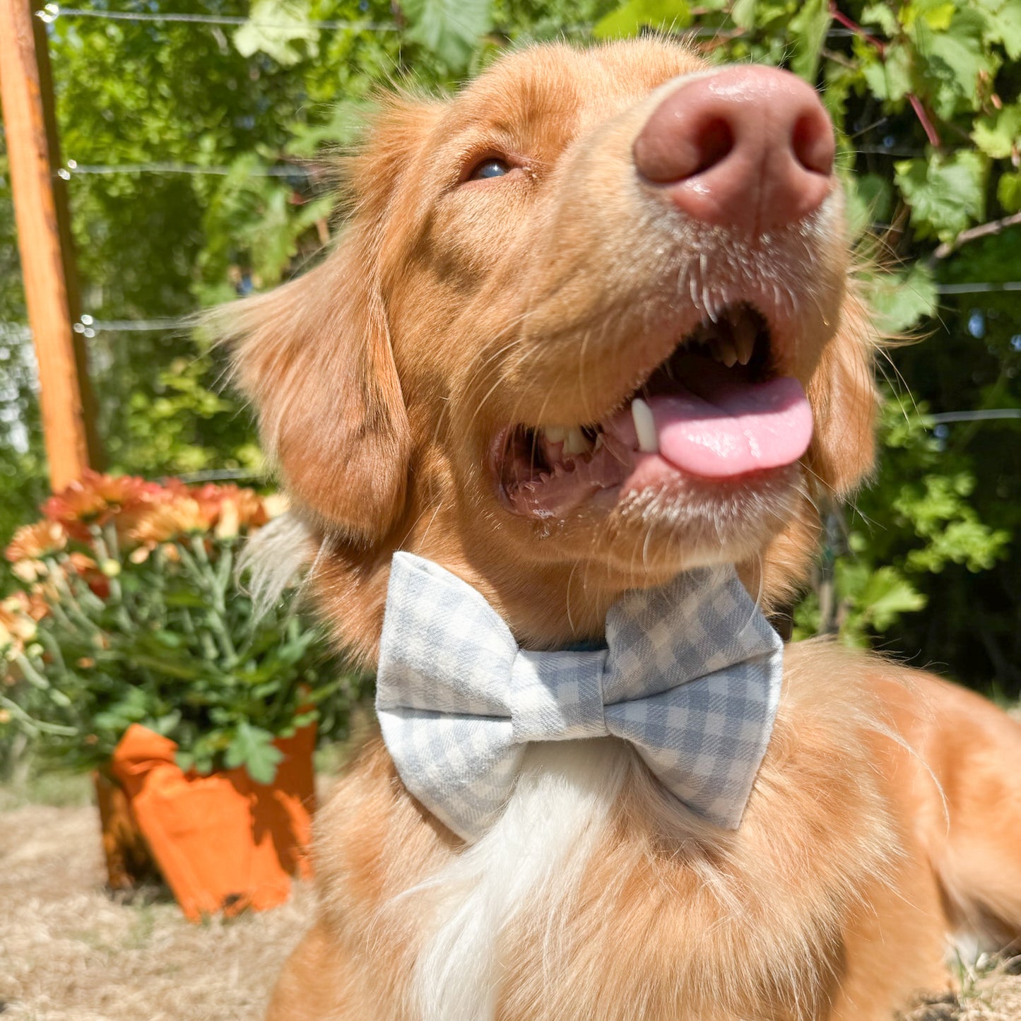 Paw-fectly Plaid Dog Bowties