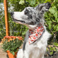 Fall Fun Reversible Weatherproof Dog Bandanas