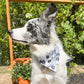 Fall Fun Reversible Weatherproof Dog Bandanas
