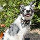 Fall Fun Reversible Weatherproof Dog Bandanas