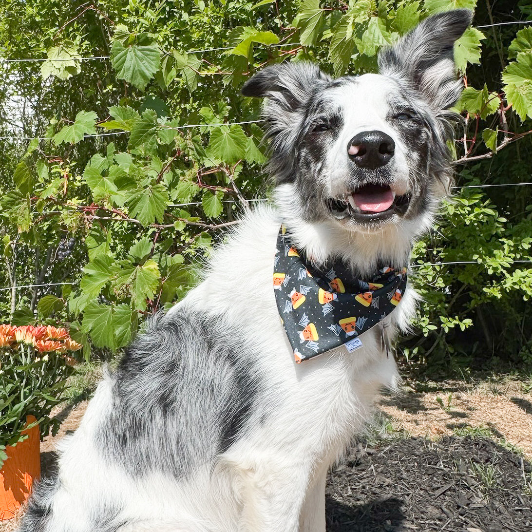 Fall Fun Reversible Weatherproof Dog Bandanas