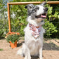 Fall Fun Reversible Weatherproof Dog Bandanas