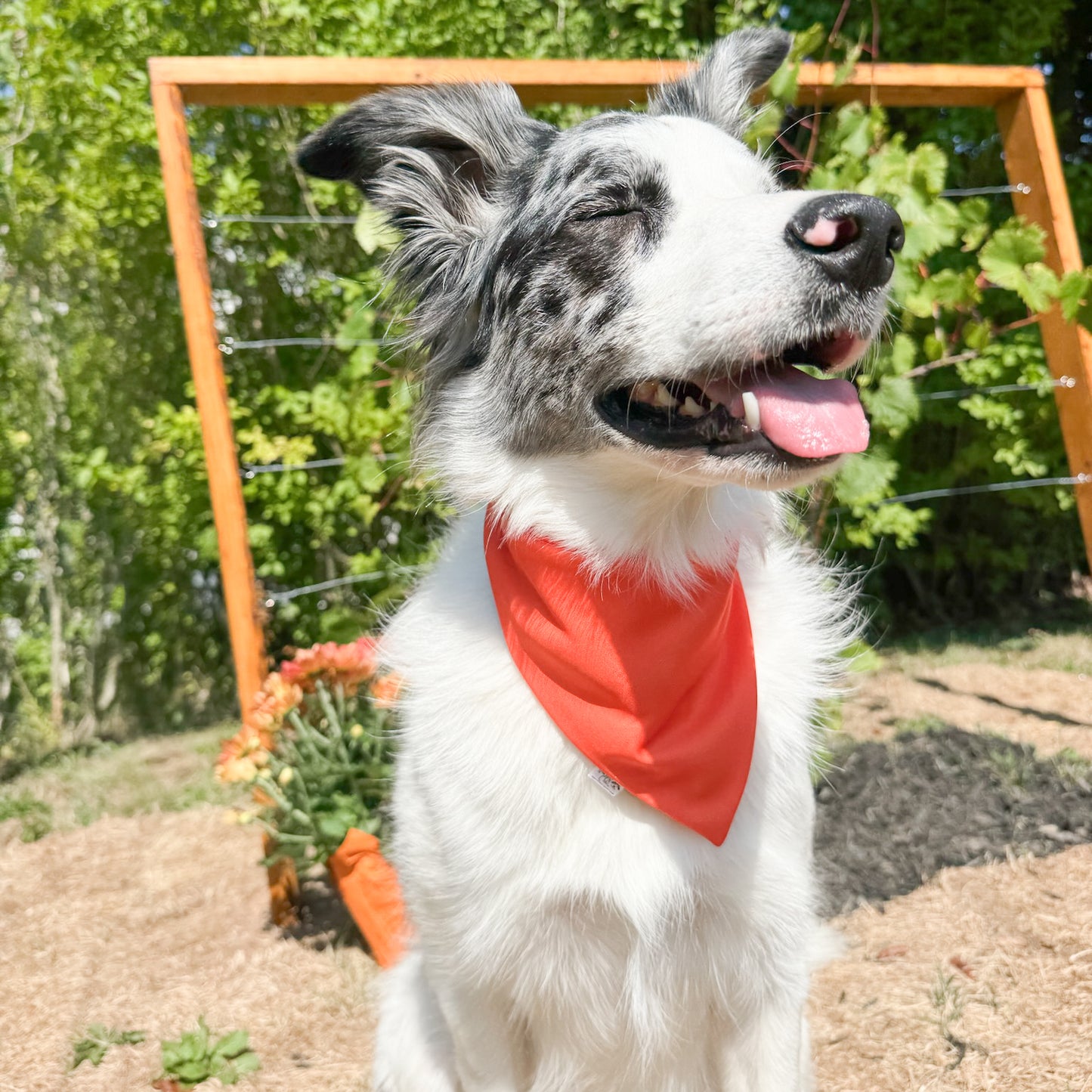 Fall Fun Reversible Weatherproof Dog Bandanas