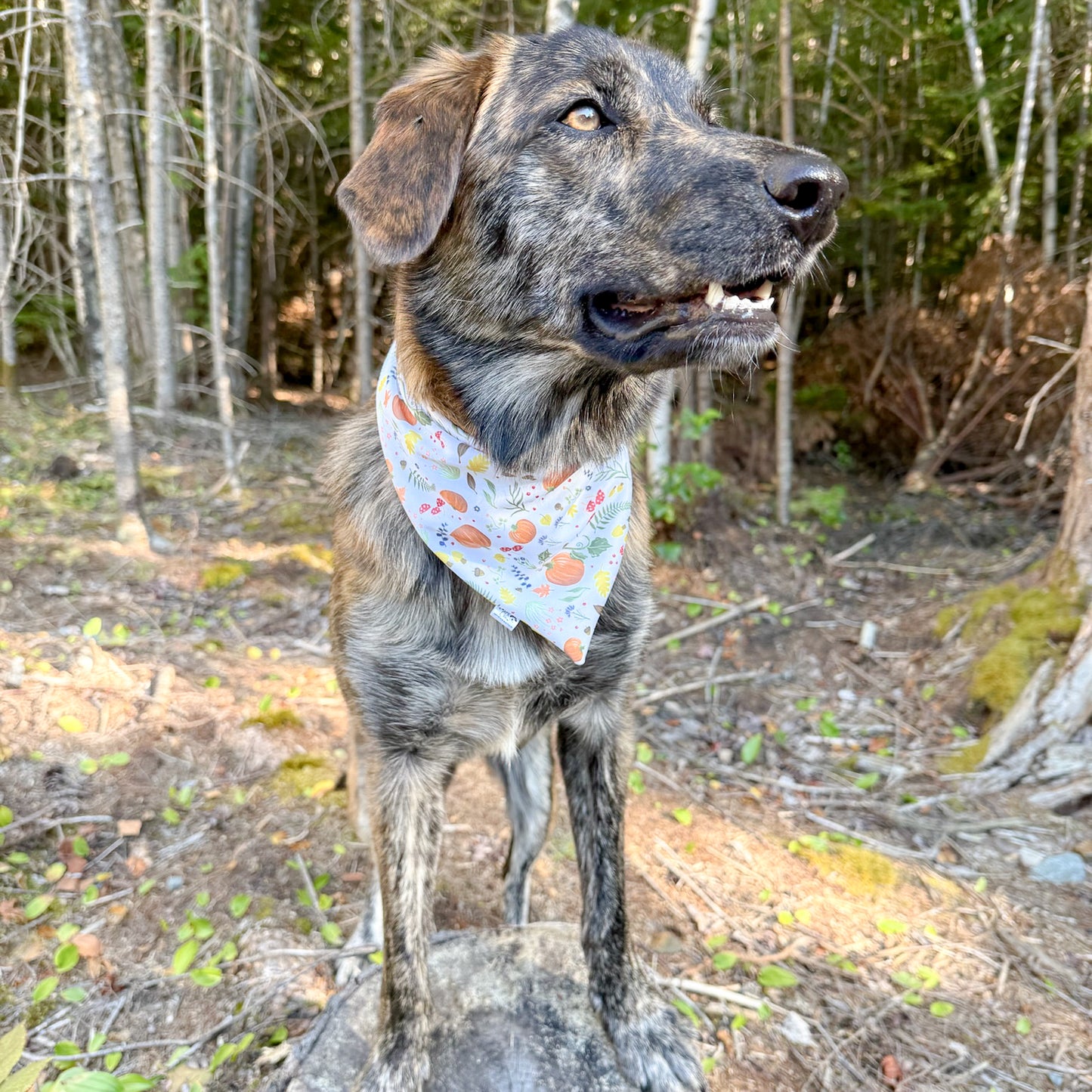 Fall Fun Reversible Weatherproof Dog Bandanas
