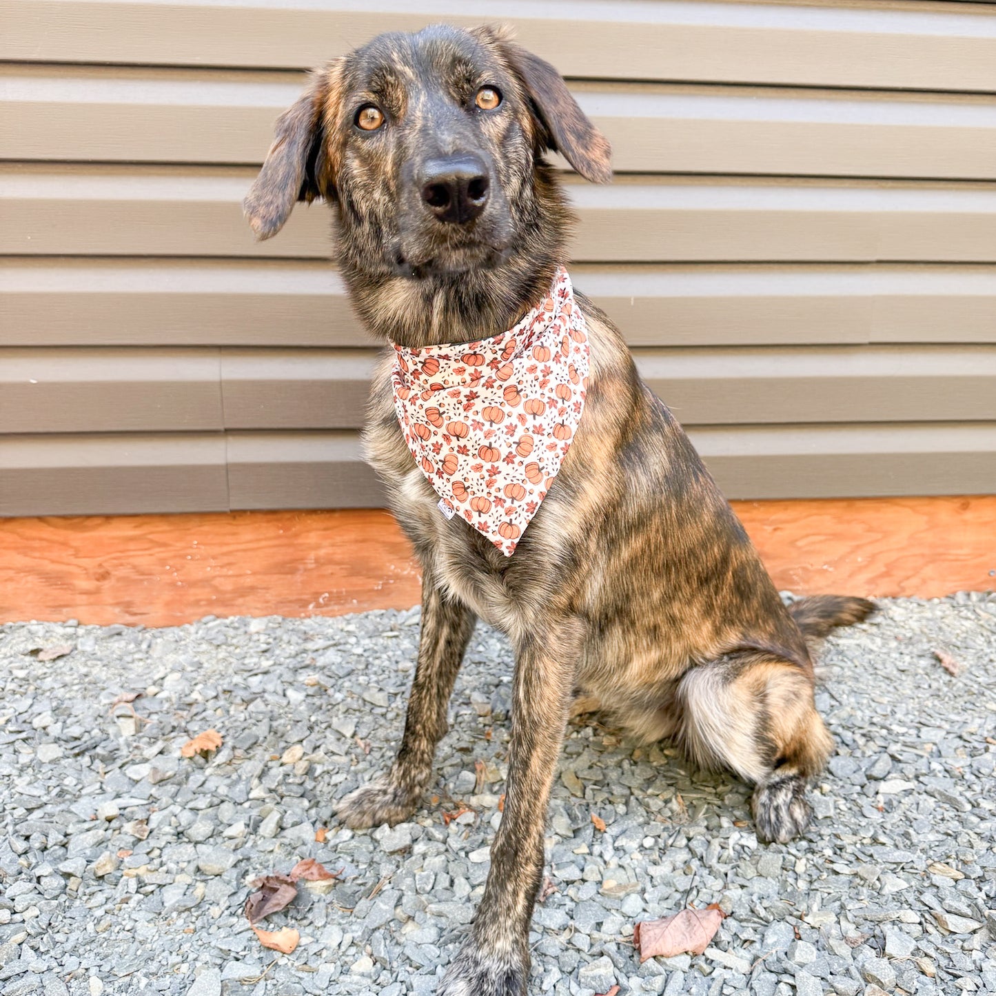 Fall Fun Reversible Weatherproof Dog Bandanas