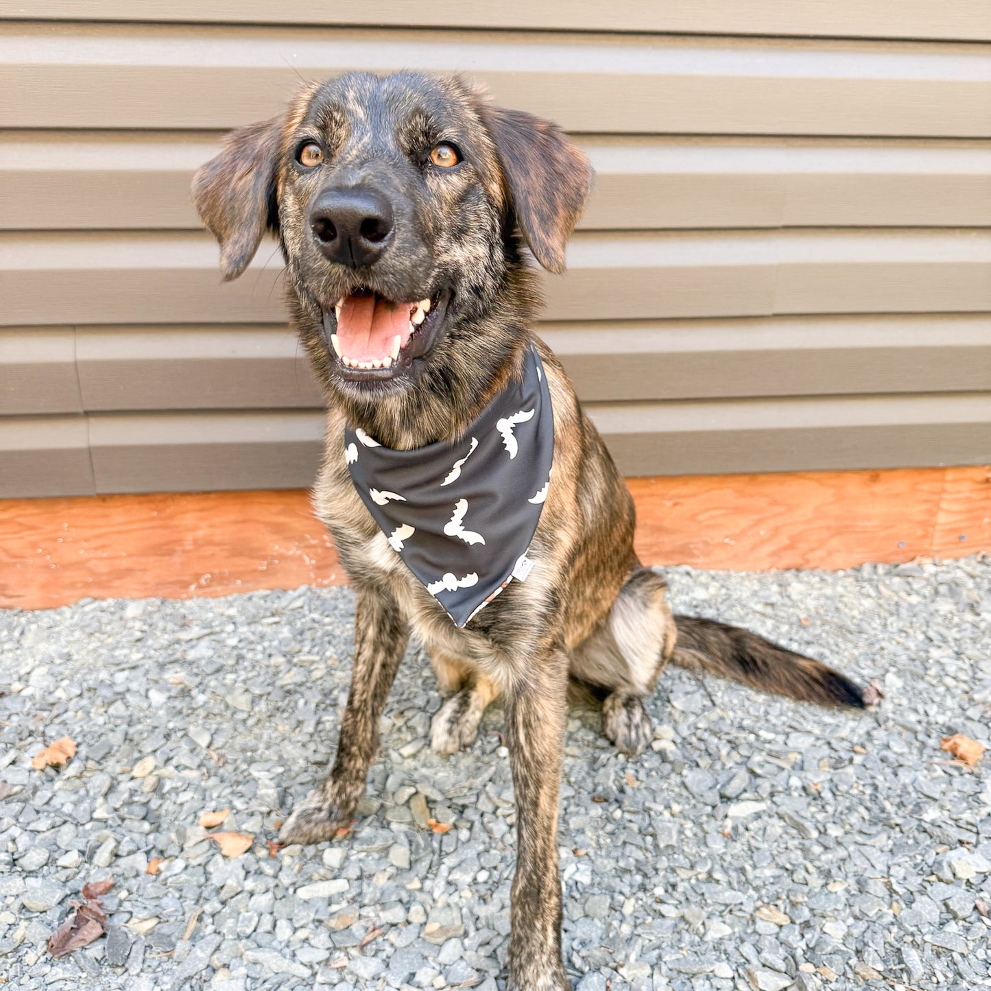 Fall Fun Reversible Weatherproof Dog Bandanas