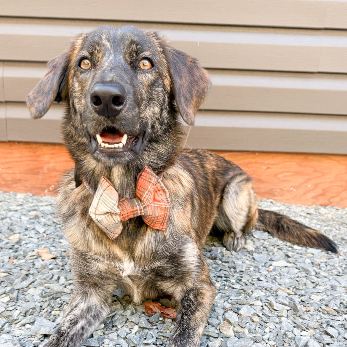 Paw-fectly Plaid Dog Bowties
