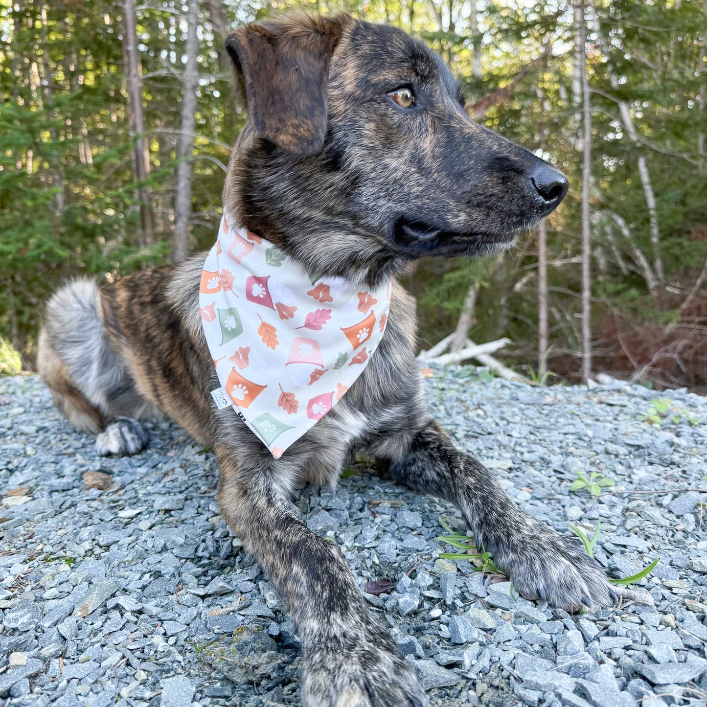 Fall Fun Reversible Weatherproof Dog Bandanas